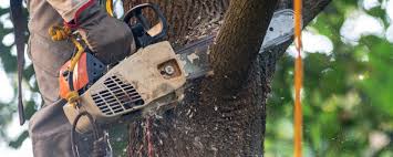 Best Tree and Shrub Care  in Pulaski, VA